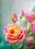 Rose &eacute;clatante sous le ciel d'&eacute;t&eacute;